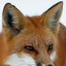 PapawFox64